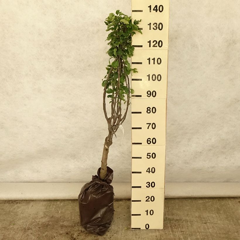 Pyrus communis Belle Helene - Pear Tree Ready-to-plant root ball, Quarter standard sample as delivered in summer