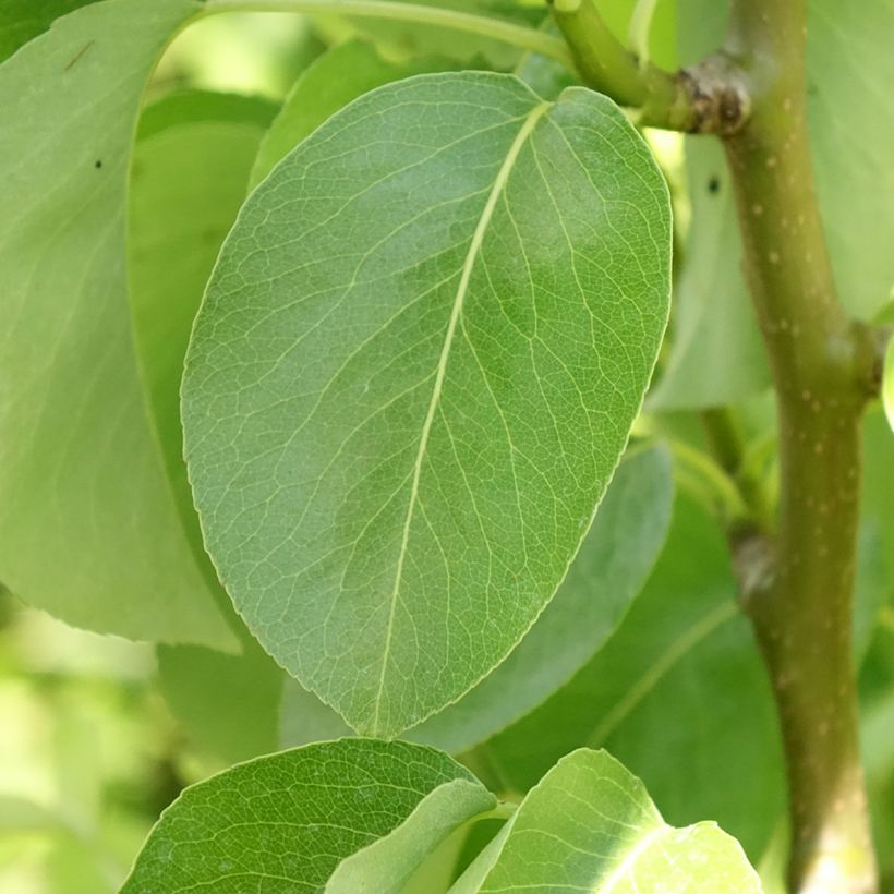 Pyrus communis Condo - Pear Tree (Foliage)