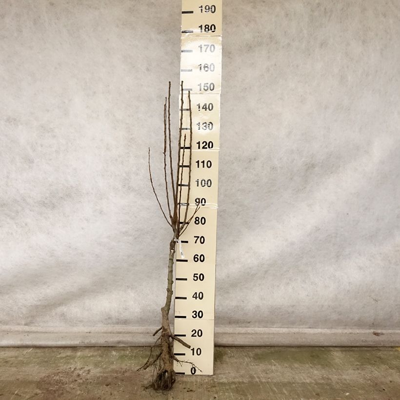 Pyrus communis Delbard d'Automne - Pear Tree Bare root, Quarter standard sample as delivered in autumn