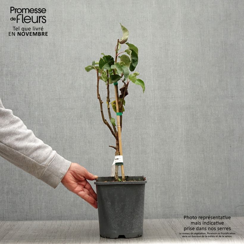Pyrus communis Doyenné du Comice - U Shape Pear Tree 4L/5L pot, Dwarf sample as delivered in autumn