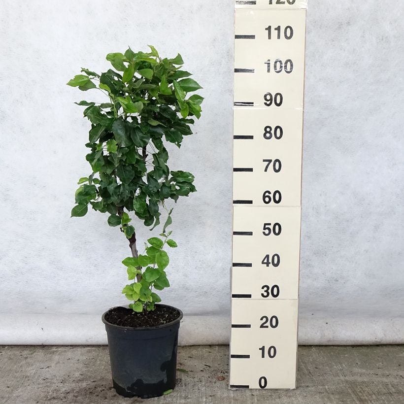 Pyrus communis Luisa - Common Pear 7.5L/10L pot sample as delivered in summer