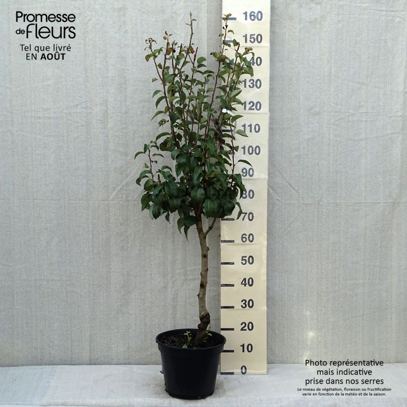 Pyrus communis General Leclerc - Pear Tree 7.5L/10L pot, Goblet sample as delivered in summer
