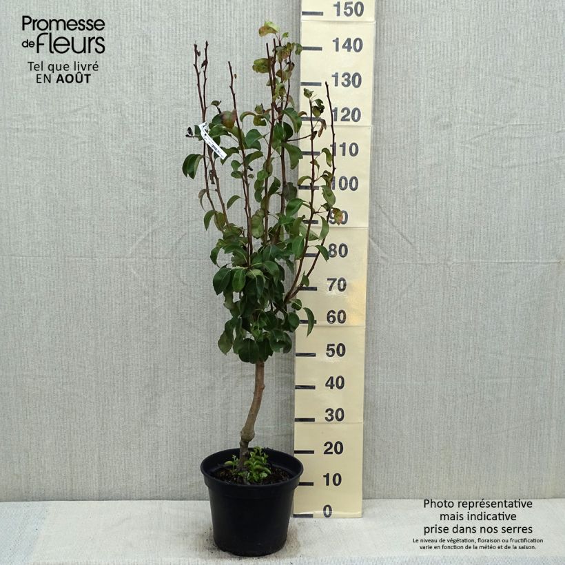Pyrus communis Jeanne d’Arc - Pear Tree 7.5L/10L pot, Goblet sample as delivered in summer