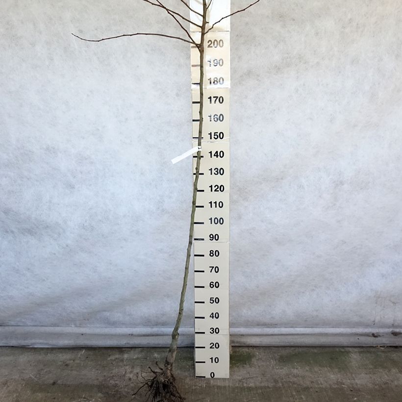 Pyrus communis Saint Rémy - Pear Tree Bare root, Standard sample as delivered in winter