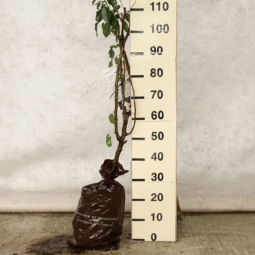 Pyrus communis Sucrée de Montluçon - Pear Tree Ready-to-plant root ball, Goblet sample as delivered in summer