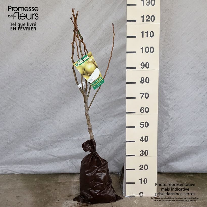Pyrus communis Super Comice Delbard - Pear Tree sample as delivered in winter