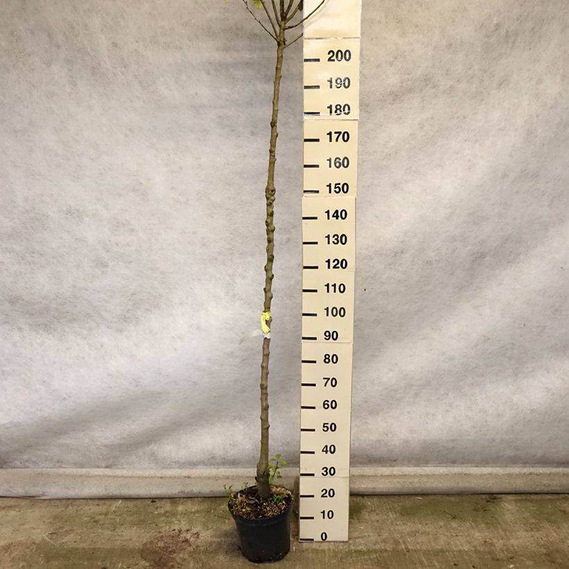 Pyrus communis Triomphe de Vienne - Pear Tree 7.5L/10L pot, Standard sample as delivered in autumn