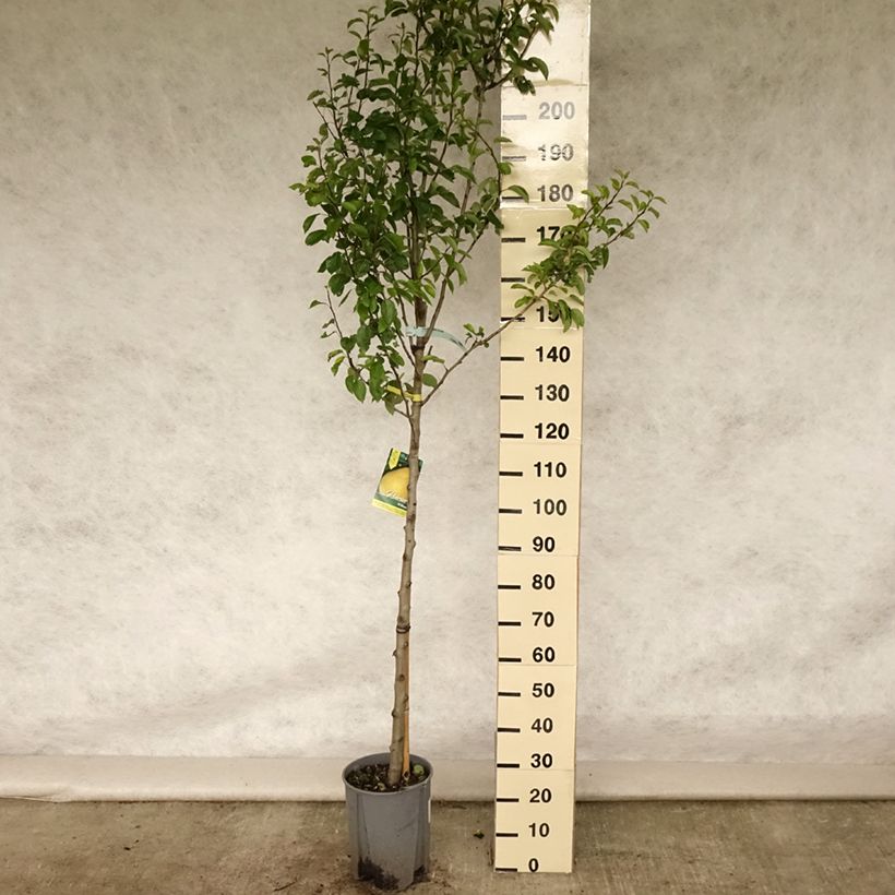 Pyrus communis Williams Bon Chrétien Pear Tree 7.5L/10L pot, Half standard sample as delivered in summer