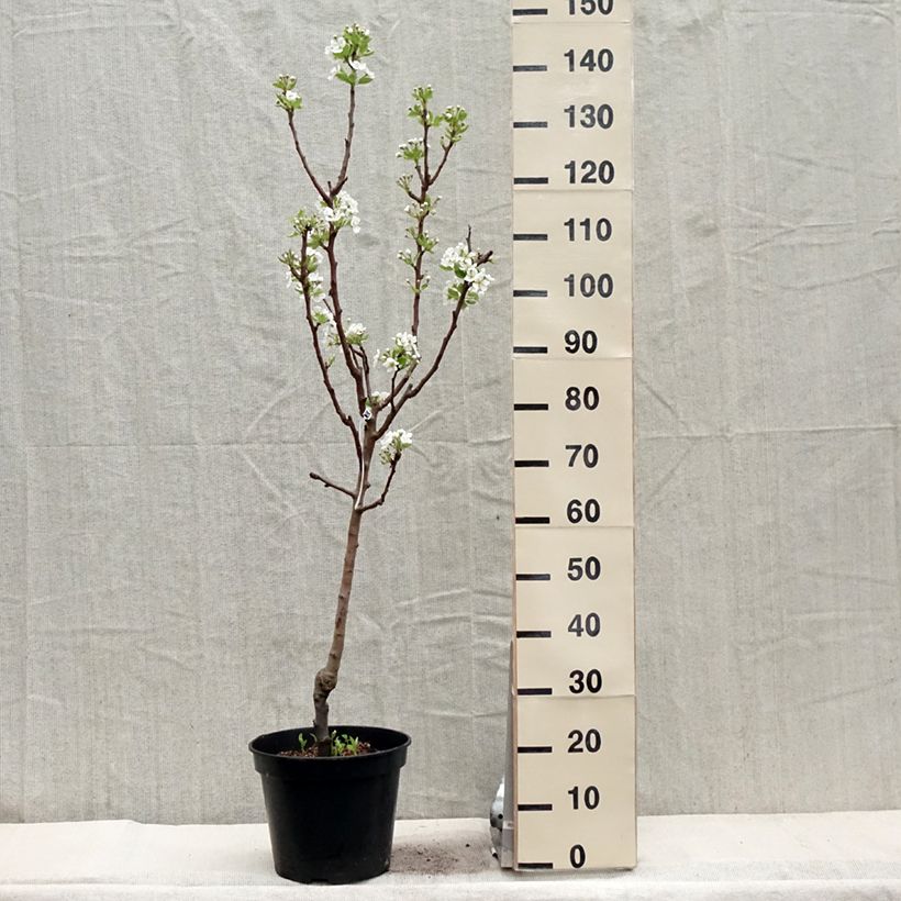 Pyrus communis Williams Bon Chrétien Pear Tree sample as delivered in spring