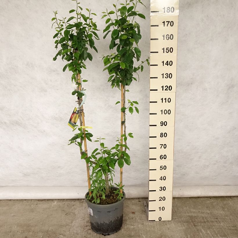 Pyrus communis Williams - U Shape Pear Tree sample as delivered in summer