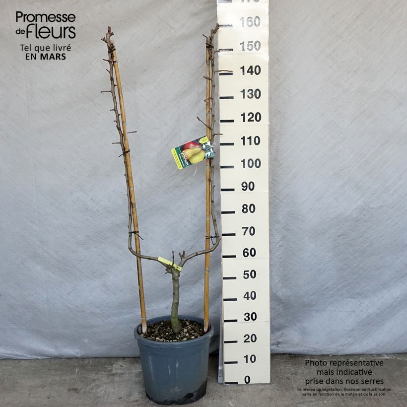 Pyrus communis Williams - U Shape Pear Tree sample as delivered in spring