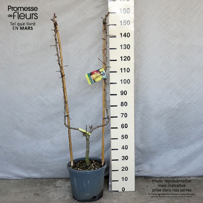 Pyrus communis Williams Bon Chrétien Pear Tree sample as delivered in spring