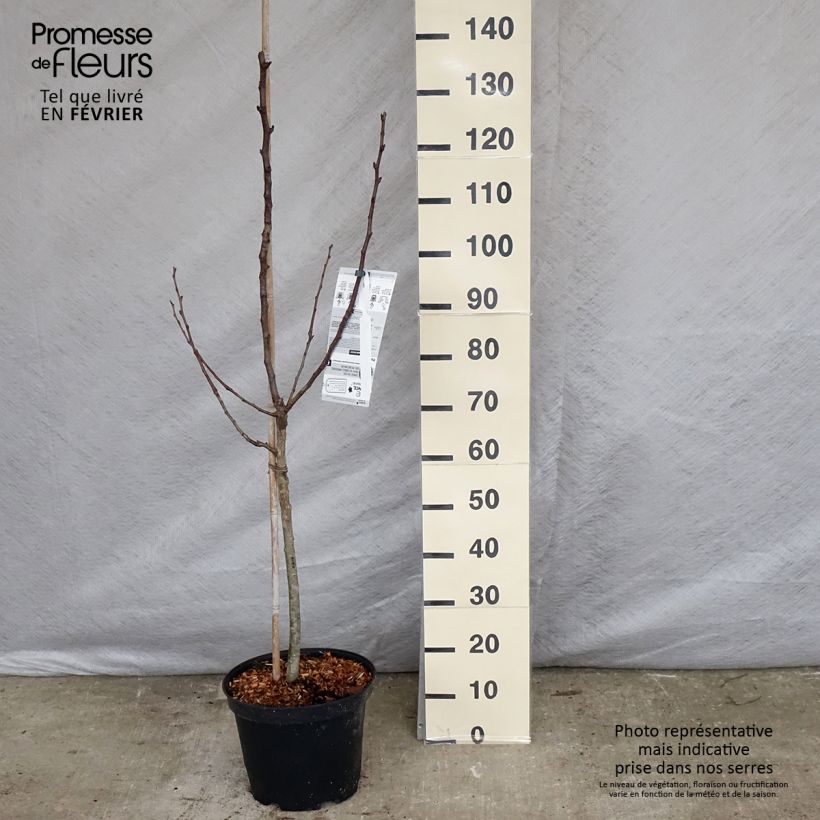 Pyrus communis Red Williams - Pear Tree sample as delivered in winter