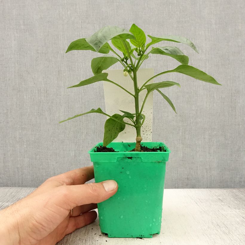 Grafted Yellow Velvet Pepper plants - Capsicum annuum 10cm/11cm pot sample as delivered in spring