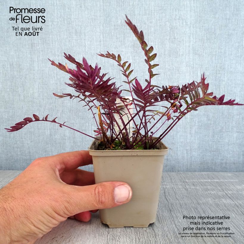 Polemonium Bressingham Purple 8/9 cm pot sample as delivered in summer