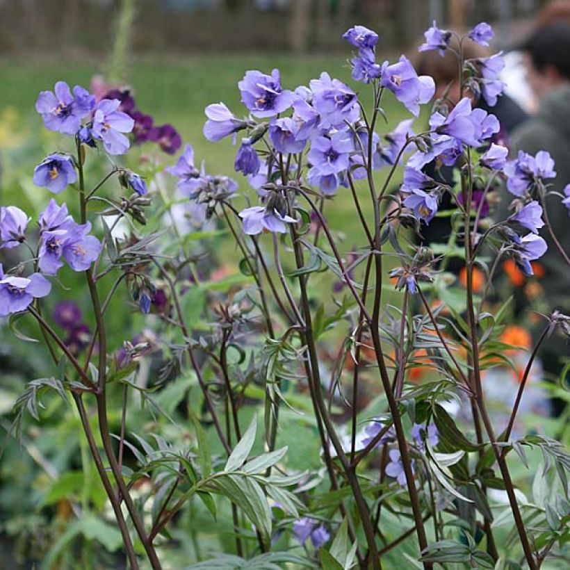 Polemonium Bressingham Purple (Plant habit)