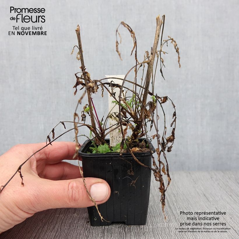 Polemonium carneum Apricot Delight 8/9 cm pot sample as delivered in autumn