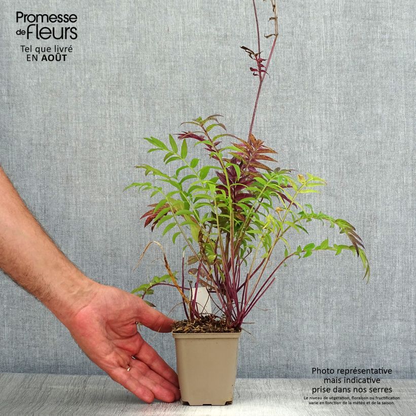 Polemonium reptans x yezoense Heaven Scent 8/9 cm pot sample as delivered in summer