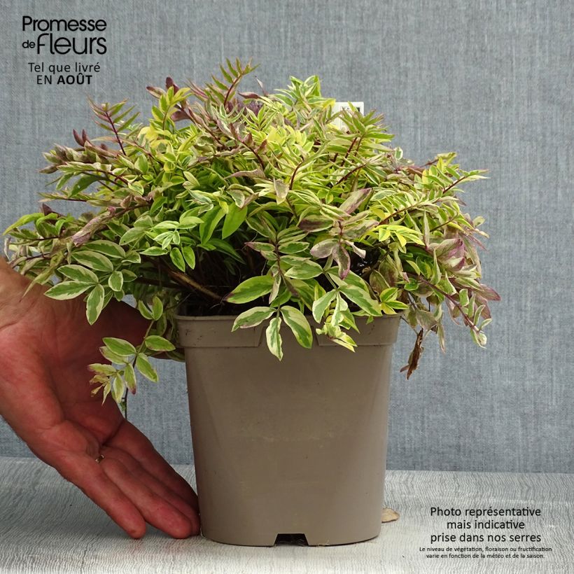 Polemonium pulcherrimum Golden Feathers 2L/3L pot sample as delivered in summer