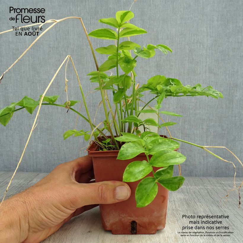 Polemonium reptans Stairway to Heaven 1L/1.5L pot sample as delivered in summer