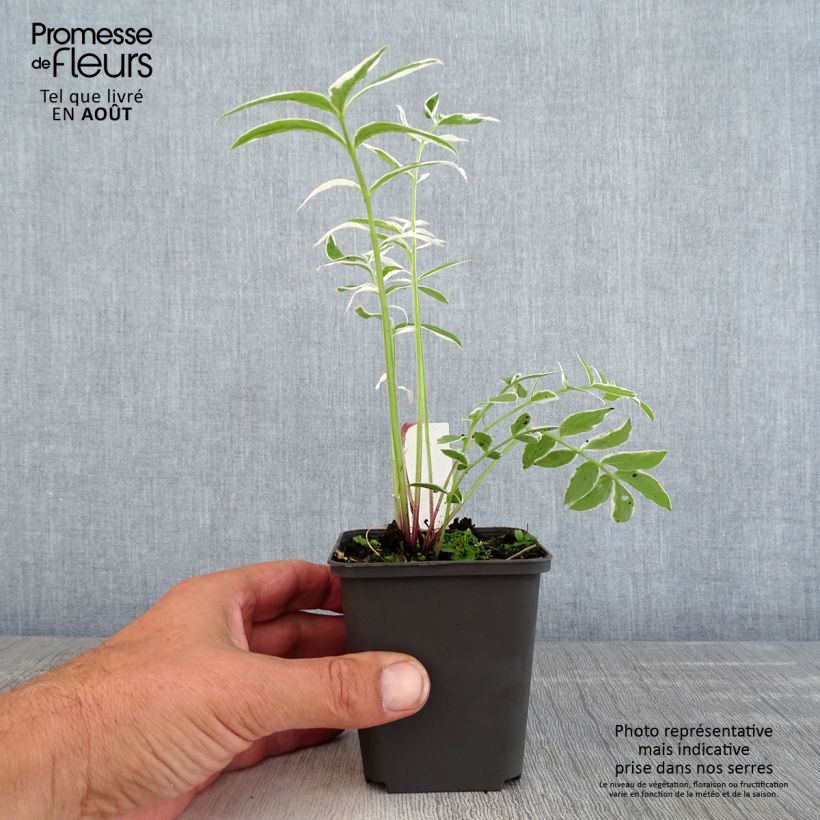 Polemonium reptans Touch of Class 8/9 cm pot sample as delivered in summer