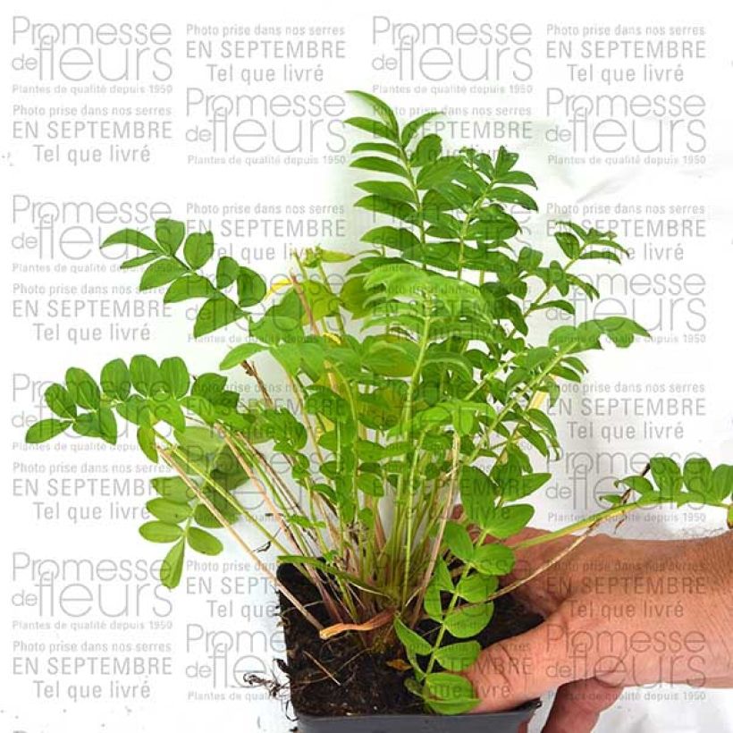 Example of Polemonium Sonia's Bluebell 8/9 cm pot specimen as delivered