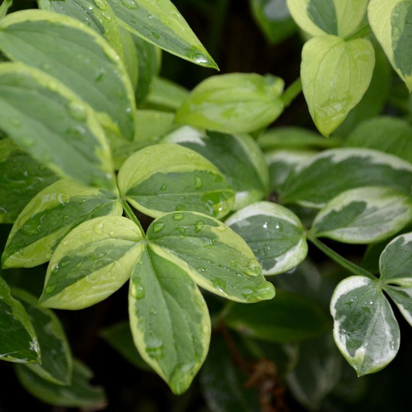 Polemonium reptans Stairway to Heaven (Foliage)