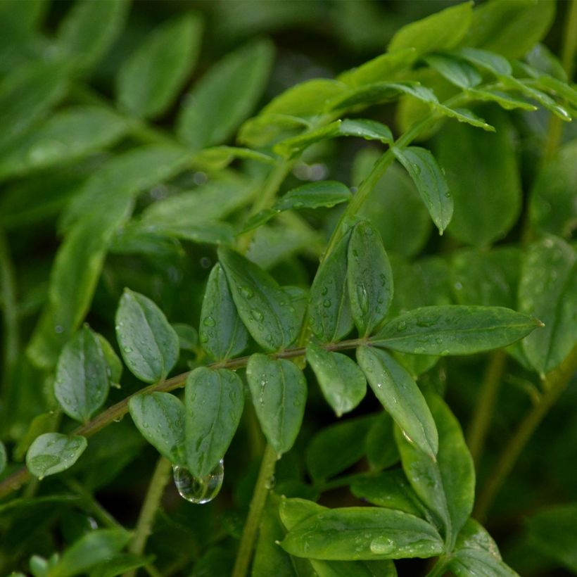 Polemonium Bressingham Purple (Foliage)