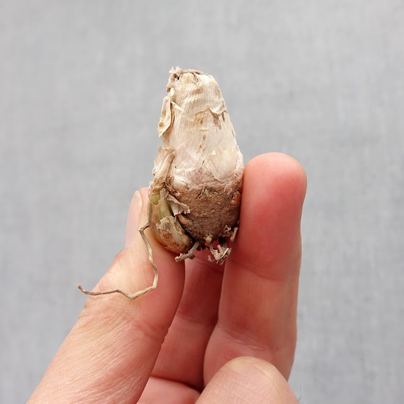 Polianthes tuberosa Pink Sapphire Bulb size 10+ sample as delivered in spring
