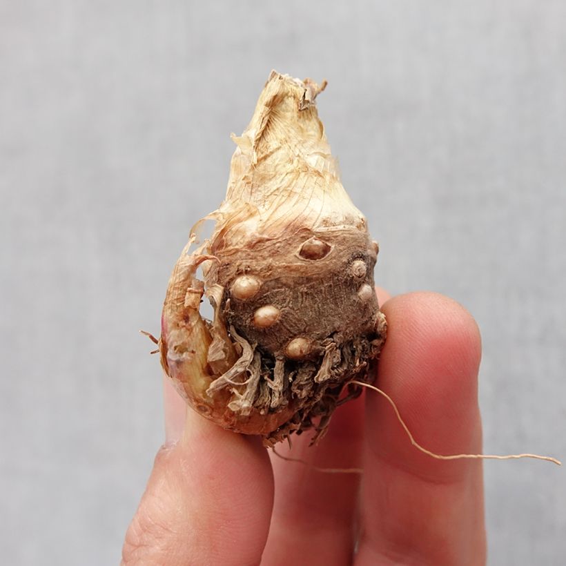 Polianthes tuberosa Sensation Bulb size 10+ sample as delivered in spring