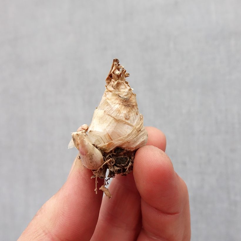 Polyanthes tuberosa Super Gold Bulb size 10+ sample as delivered in spring