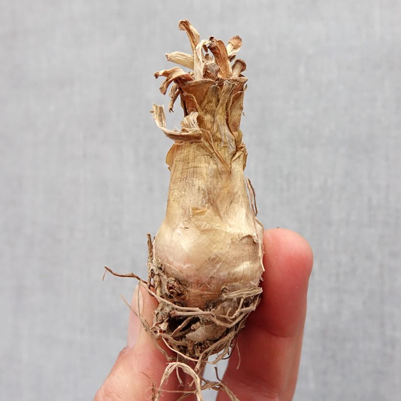 Polianthes tuberosa The Pearl Bulb size 12+ sample as delivered in spring