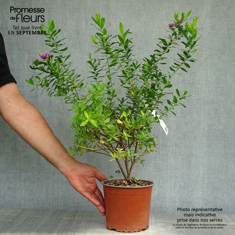 Polygala myrtifolia 2L/3L pot sample as delivered in autumn