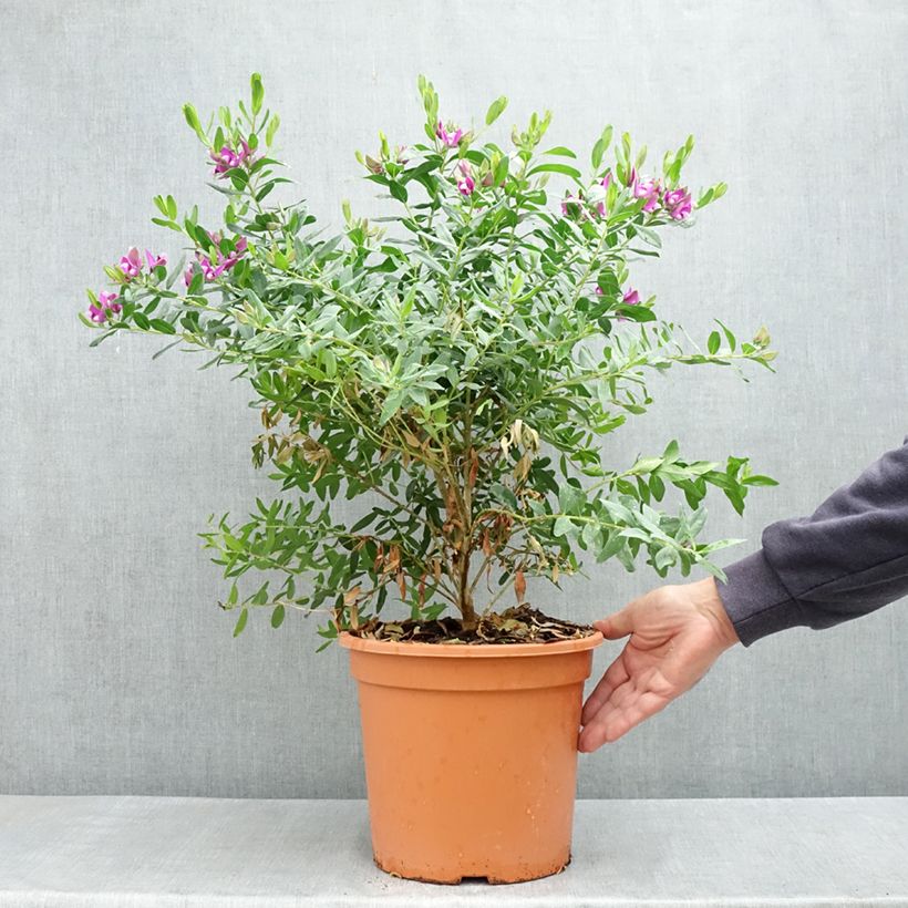 Polygala myrtifolia 7.5L/10L pot sample as delivered in spring
