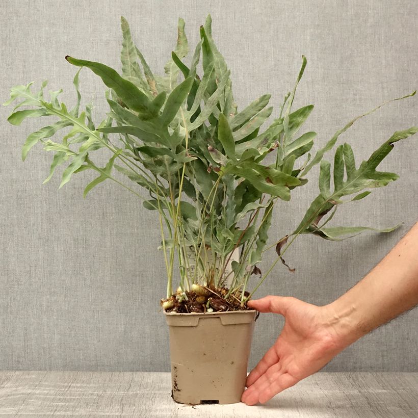 Polypodium pseudoaureum 2L/3L pot sample as delivered in summer