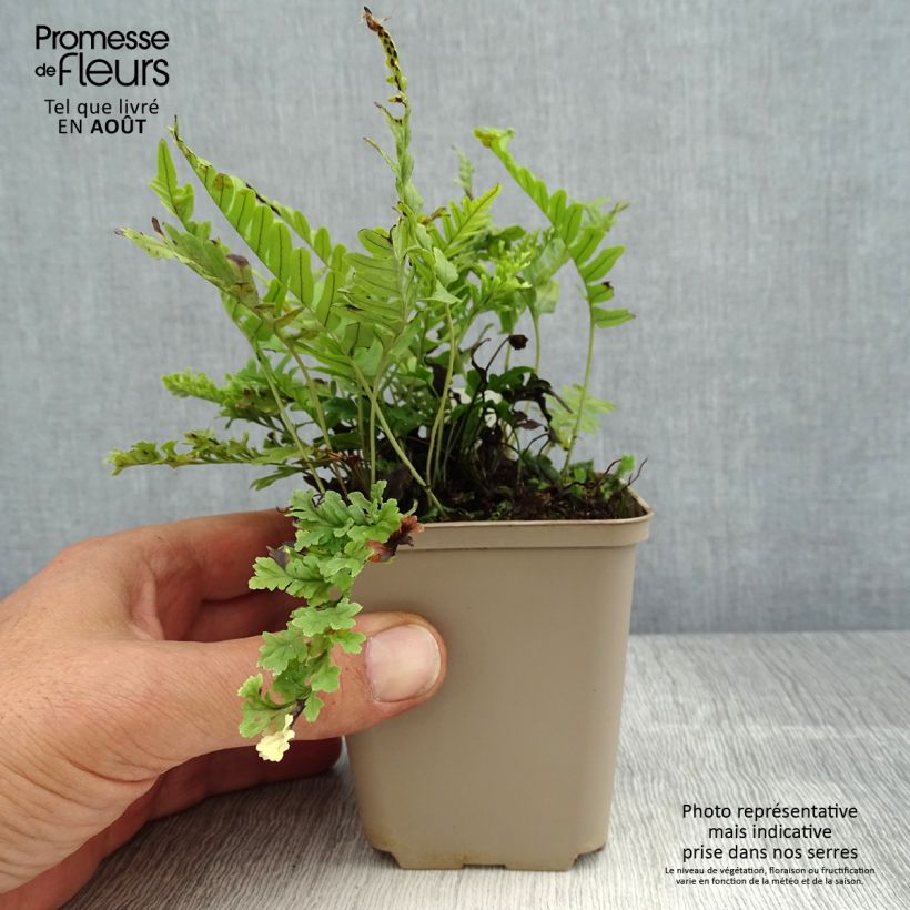 Polypodium vulgare Bifido Multifidum - Rockcap Fern 8/9 cm pot sample as delivered in summer