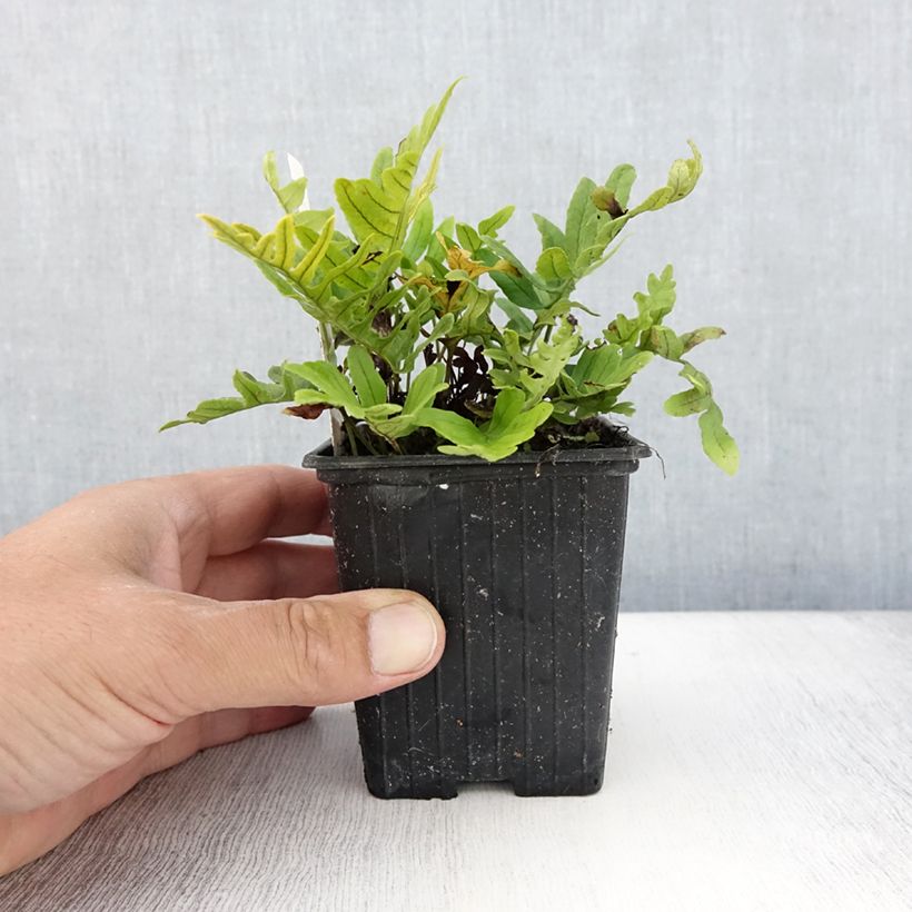 Polypodium cambricum Whitley Giant 8/9 cm pot sample as delivered in summer