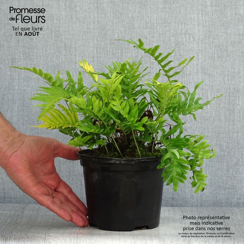 Polypodium cambricum Whitley Giant 2L/3L pot sample as delivered in summer