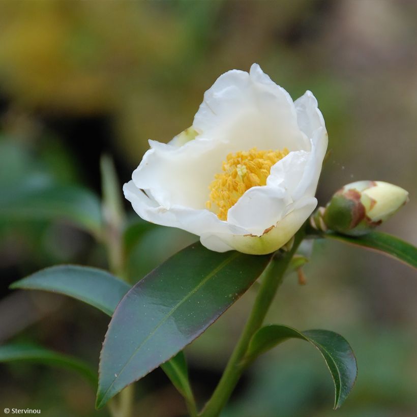 Polyspora axillaris (Flowering)