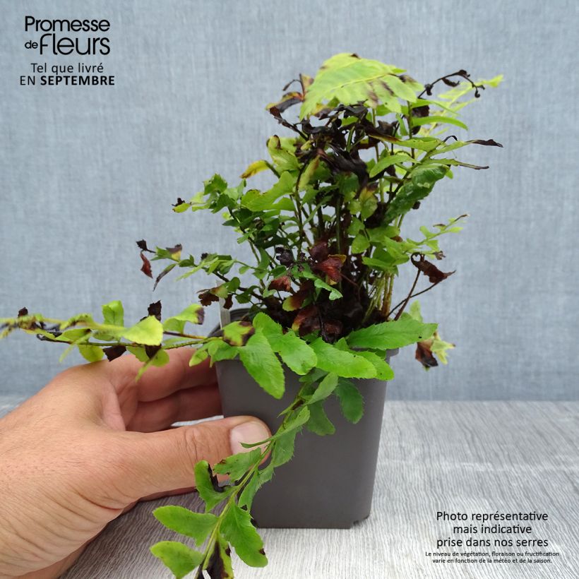 Polystichum acrostichoides - Christmas Fern 8/9 cm pot sample as delivered in summer