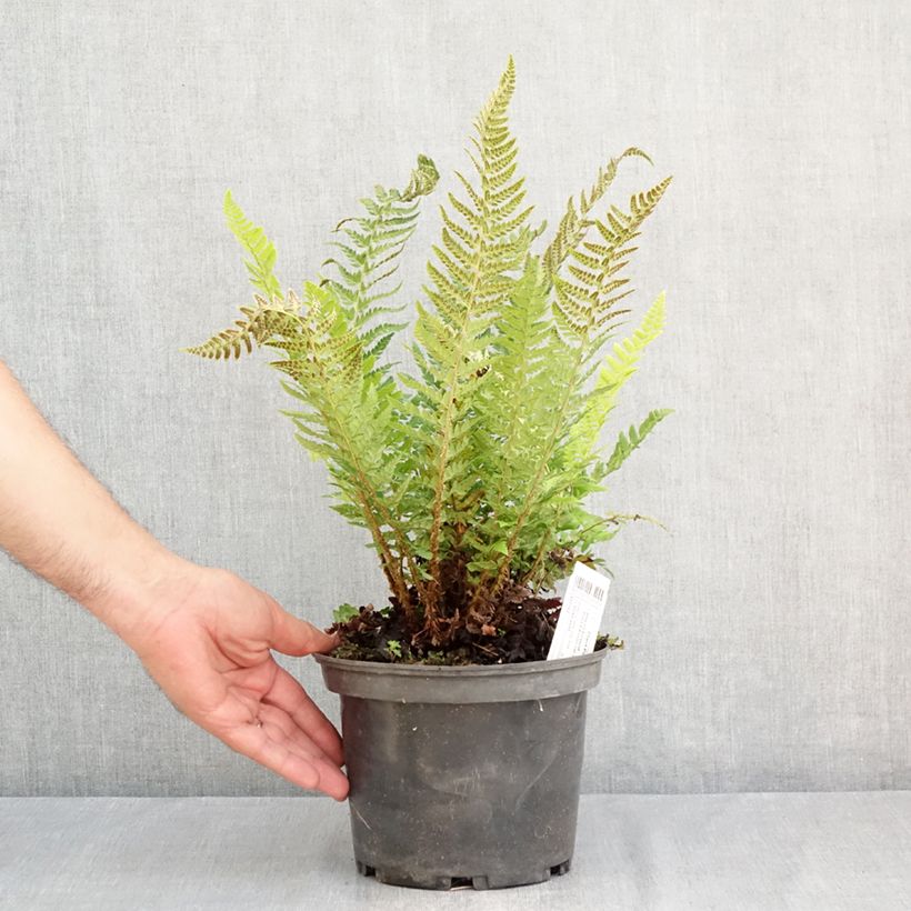 Polystichum aculeatum - Hard Shield Fern 2L/3L pot sample as delivered in summer