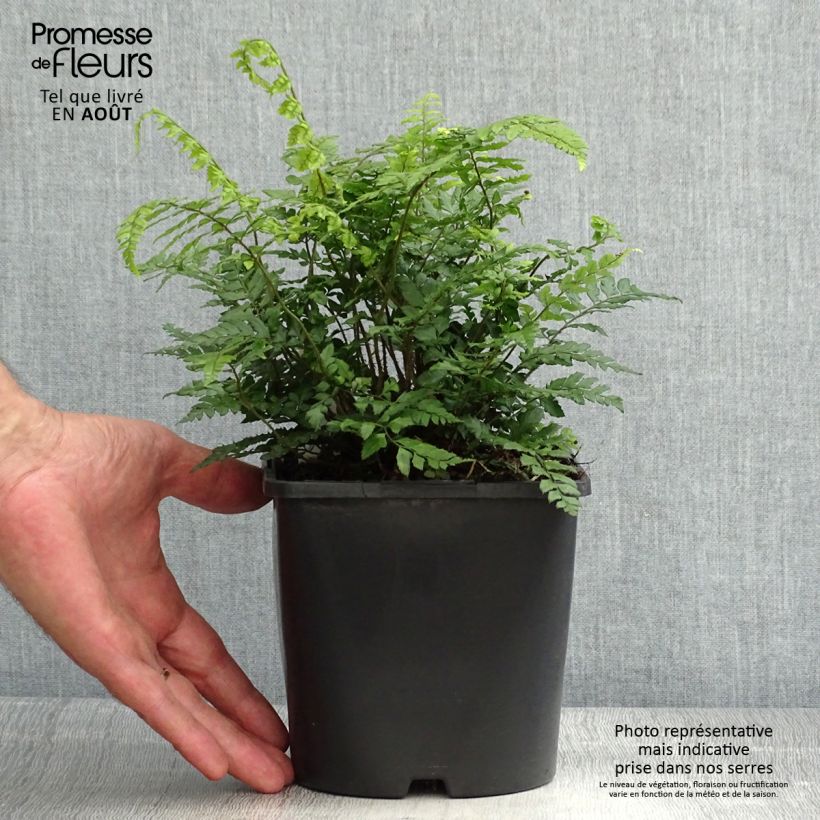 Polystichum makinoi - Makino's Holly Fern 2L/3L pot sample as delivered in summer