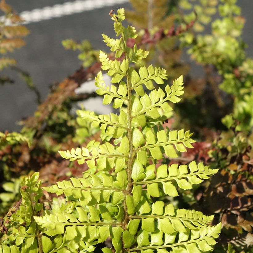 Polystichum makinoi - Makino's Holly Fern (Foliage)