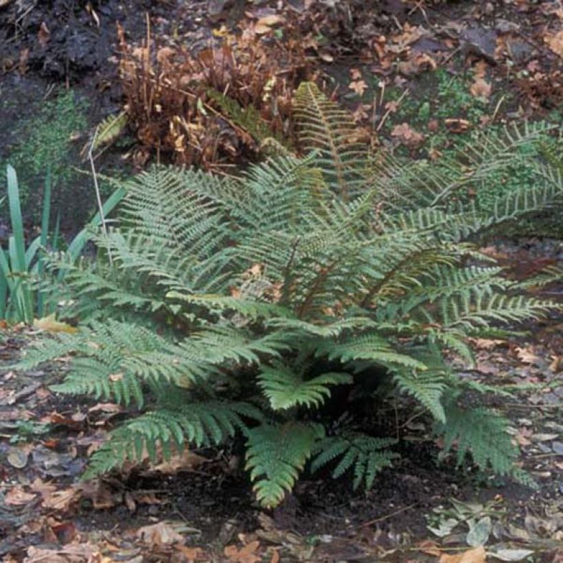 Polystichum polyblepharum - Japanese Lace Fern (Plant habit)