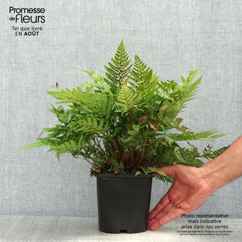 Polystichum rigens - Rigid Holly Fern 2L/3L pot sample as delivered in summer