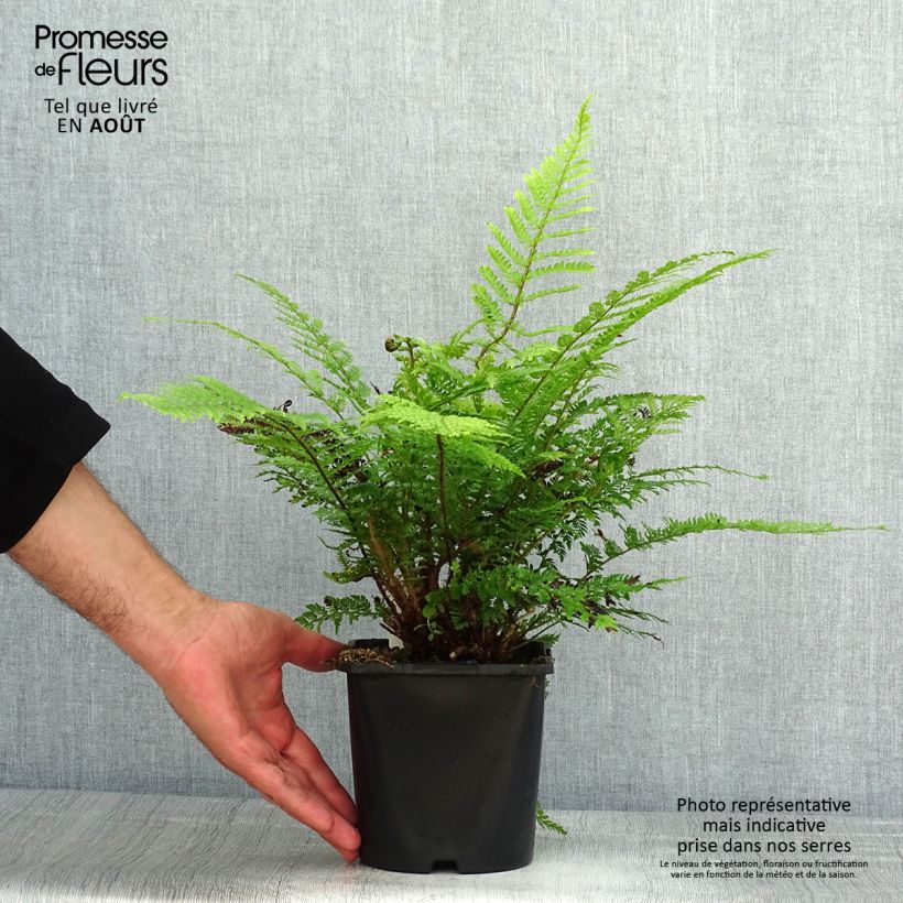 Polystichum setiferum Herrenhausen - Soft Shield Fern 2L/3L pot sample as delivered in summer