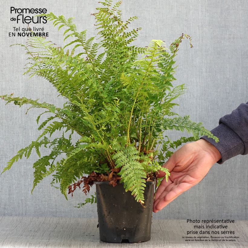 Polystichum setiferum - Soft Shield Fern 2L/3L pot sample as delivered in autumn