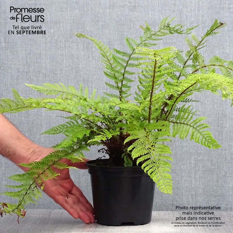 Polystichum setiferum Plumosum Bevis - Soft Shield Fern 2L/3L pot sample as delivered in summer