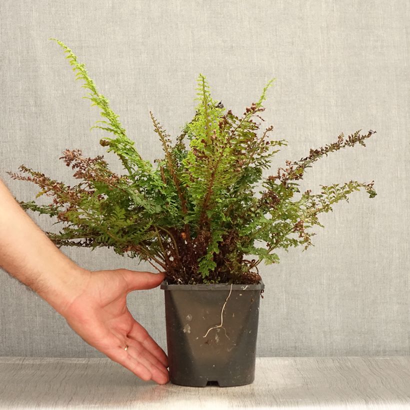 Polystichum setiferum Plumosum Densum - Soft Shield Fern 2L/3L pot sample as delivered in summer