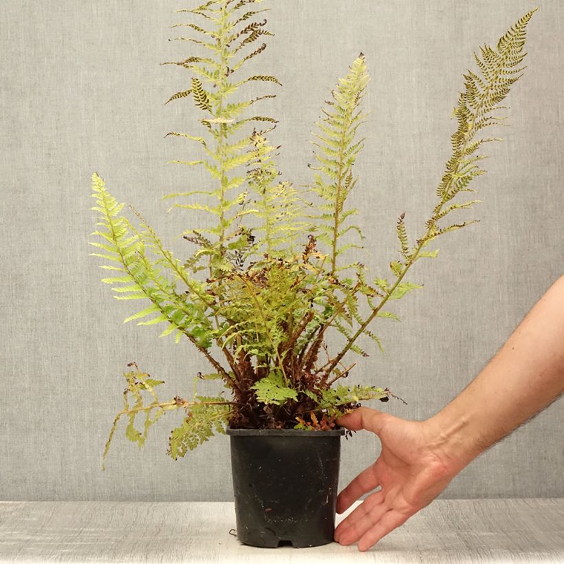 Polystichum setiferum Proliferum - Soft Shield Fern 2L/3L pot sample as delivered in summer